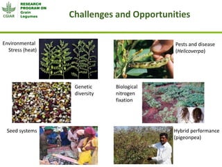 Grain Legumes - Presentation for Discussion with Donors and Partners - June 2013