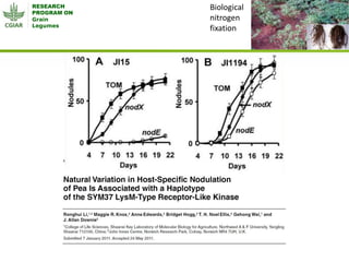 Grain Legumes - Presentation for Discussion with Donors and Partners - June 2013