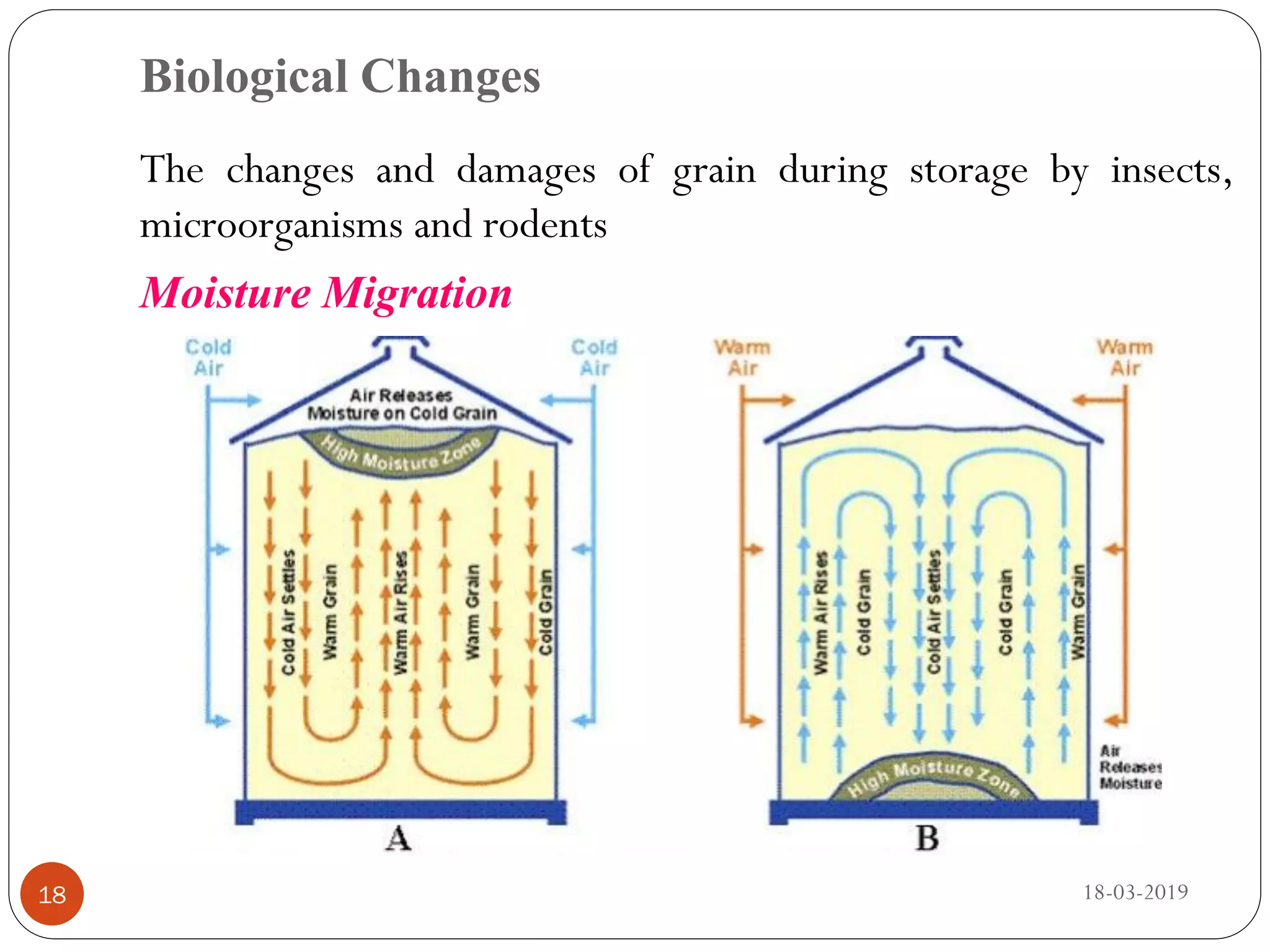 Biological Changes
The changes and damages of grain during storage by insects,
microorganisms and rodents
Moisture Migration
18-03-201918
 