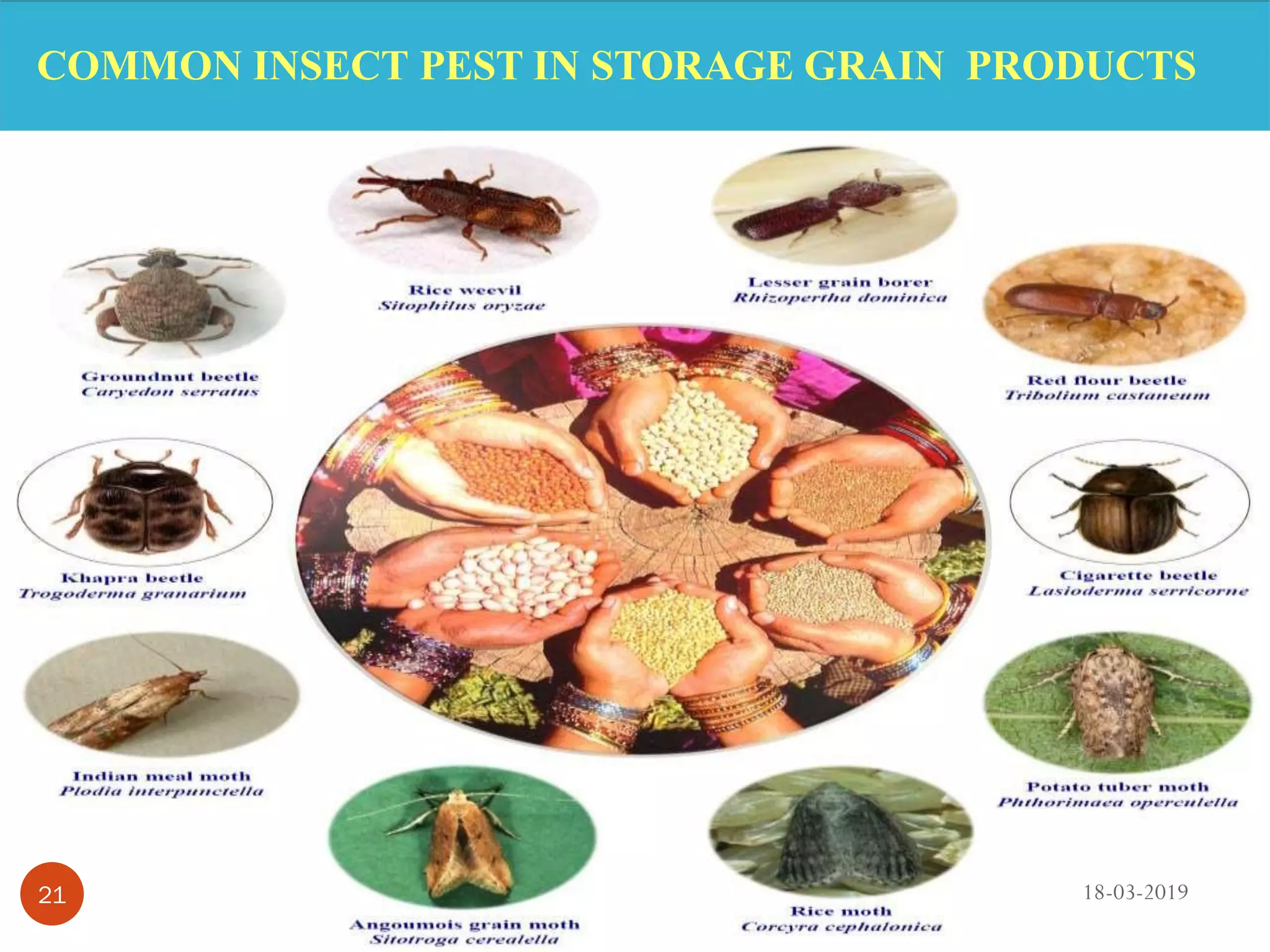 COMMON INSECT PEST IN STORAGE GRAIN PRODUCTS
18-03-201921
 