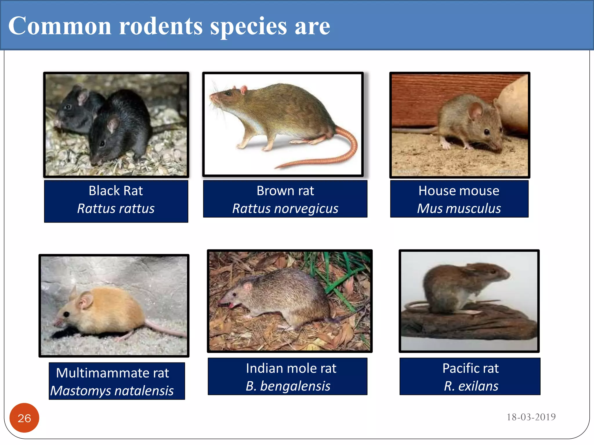 Common rodents species are
Black Rat
Rattus rattus
Brown rat
Rattus norvegicus
House mouse
Mus musculus
Multimammate rat
Mastomys natalensis
Indian mole rat
B. bengalensis
Pacific rat
R. exilans
18-03-201926
 