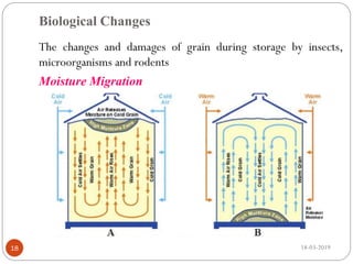 Biological Changes
The changes and damages of grain during storage by insects,
microorganisms and rodents
Moisture Migration
18-03-201918
 