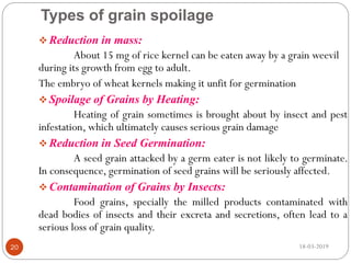 Types of grain spoilage
 Reduction in mass:
About 15 mg of rice kernel can be eaten away by a grain weevil
during its growth from egg to adult.
The embryo of wheat kernels making it unfit for germination
 Spoilage of Grains by Heating:
Heating of grain sometimes is brought about by insect and pest
infestation, which ultimately causes serious grain damage
 Reduction in Seed Germination:
A seed grain attacked by a germ eater is not likely to germinate.
In consequence, germination of seed grains will be seriously affected.
 Contamination of Grains by Insects:
Food grains, specially the milled products contaminated with
dead bodies of insects and their excreta and secretions, often lead to a
serious loss of grain quality.
18-03-201920
 