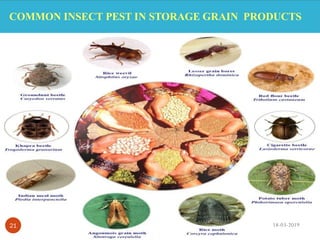 COMMON INSECT PEST IN STORAGE GRAIN PRODUCTS
18-03-201921
 
