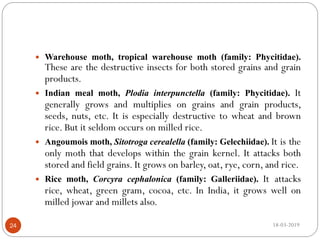  Warehouse moth, tropical warehouse moth (family: Phycitidae).
These are the destructive insects for both stored grains and grain
products.
 Indian meal moth, Plodia interpunctella (family: Phycitidae). It
generally grows and multiplies on grains and grain products,
seeds, nuts, etc. It is especially destructive to wheat and brown
rice. But it seldom occurs on milled rice.
 Angoumois moth, Sitotroga cerealella (family: Gelechiidae). It is the
only moth that develops within the grain kernel. It attacks both
stored and field grains. It grows on barley, oat, rye, corn, and rice.
 Rice moth, Corcyra cephalonica (family: Galleriidae). It attacks
rice, wheat, green gram, cocoa, etc. In India, it grows well on
milled jowar and millets also.
18-03-201924
 
