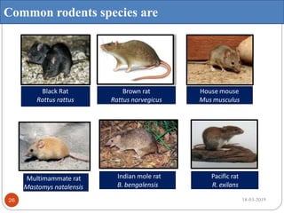 Common rodents species are
Black Rat
Rattus rattus
Brown rat
Rattus norvegicus
House mouse
Mus musculus
Multimammate rat
Mastomys natalensis
Indian mole rat
B. bengalensis
Pacific rat
R. exilans
18-03-201926
 