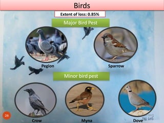 Minor bird pest
Pegion Sparrow
Major Bird Pest
Crow Myna Dove
Birds
Extent of loss: 0.85%
18-03-201928
 