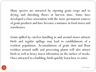 18-03-201929
Many species are attracted by ripening grain crops and to
drying and threshing floors at harvest time. Some have
developed a close association with the more permanent sources
of grain products and have become a nuisance in food stores and
warehouses.
Grain spilled by careless handling in and around stores attracts
birds and regular spillage may lead to establishment of a
resident population. Accumulations of grain dust and flour
residues around mills and processing plants will also attract
birds as well as heavy insect infestation on the surface of stocks.
Once attracted to a building, birds quickly learn how to enter.
 