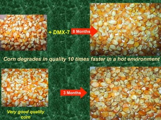Corn degrades in quality 10 times faster in a hot environment
+ DMX-7 8 Months
3 Months
Very good quality
corn
 