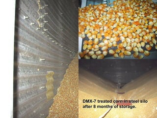 DMX-7 treated corn in steel silo
after 8 months of storage.
 