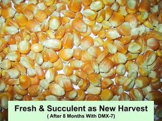 Fresh & Succulent as New Harvest
( After 8 Months With DMX-7)
 