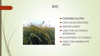 RYE
 CONTAINS GLUTEN
 CAN CAUSE ERGOTISM
 WINTER HARDY
 USED FOR ALCOHOLIC
BEVERAGES
 SUSCEPTIBLE TO FUNGUS
 USED FOR MAKING RYE
BREAD
 