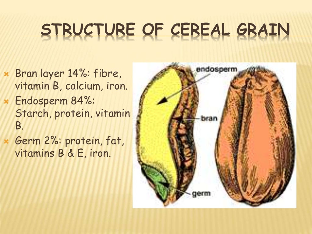 Grain structure of major cereals, pulses and oilseed