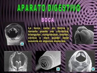 La boca, varía en forma y
tamaño puede ser cilíndrica,
triangular, subglobular, ovoide,
cónica o bien puede estar
ausente en algunas especies.
 