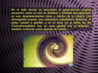 En el lado dorsal se encuentra el gubernáculo, órgano
accesorio sobre el cual se deslizan y orientan las espículas,
en sus desplazamientos fuera y dentro de la cloaca. Los
Strongylida poseen una estructura copuladora adicional, la
bolsa caudal o genital, y en la base de la bolsa de los
Trichostrongílidos hay un cono genital con el telamón ,
también conocido como aparato de sostén.
 