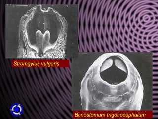 Bonostomum trigonocephalum
Stromgylus vulgaris
 