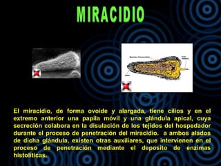 El miracidio, de forma ovoide y alargada, tiene cilios y en el
extremo anterior una papila móvil y una glándula apical, cuya
secreción colabora en la disulación de los tejidos del hospedador
durante el proceso de penetración del miracidio. a ambos alados
de dicha glándula, existen otras auxiliares, que intervienen en el
proceso de penetración mediante el deposito de enzimas
histolíticas.
 