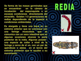 Se forma de las masas germinales que
se encuentran en la cámara de
incubación del esporoquiste o en
escasas condiciones directamente del
miracidio. Existen 1-3 generaciones de
redias dependiendo de la especie o
condiciones ambientales.
Es alargada y tiene una boca en su
extremo anterior que se comunica con
una faringe musculosa que se
comunica con un saco intestinal que en
algunas ocasiones alcanza la parte
posterior de la redia. Algunas poseen
una especie de collar a nivel de la
faringe y cerca de el un, con un par de
apéndices o aletas en el tercio del
extremo posterior que le ayudan a su
movimiento.
 