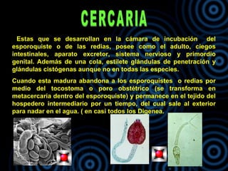 Estas que se desarrollan en la cámara de incubación del
esporoquiste o de las redias, posee como el adulto, ciegos
intestinales, aparato excretor, sistema nervioso y primordio
genital. Además de una cola, estilete glándulas de penetración y
glándulas cistógenas aunque no en todas las especies.
Cuando esta madura abandona a los esporoquistes o redias por
medio del tocostoma o poro obstétrico (se transforma en
metacercaria dentro del esporoquiste) y permanece en el tejido del
hospedero intermediario por un tiempo, del cual sale al exterior
para nadar en el agua. ( en casi todos los Digenea.
 