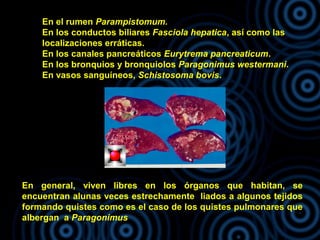 En el rumen Parampistomum.
En los conductos biliares Fasciola hepatica, así como las
localizaciones erráticas.
En los canales pancreáticos Eurytrema pancreaticum.
En los bronquios y bronquiolos Paragonimus westermani.
En vasos sanguíneos, Schistosoma bovis.
En general, viven libres en los órganos que habitan, se
encuentran alunas veces estrechamente liados a algunos tejidos
formando quistes como es el caso de los quistes pulmonares que
albergan a Paragonimus
 
