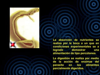 La absorción de nutrientes se
realiza por la boca a un que en
condiciones experimentales se a
logrado demostrar una
alimentación de tipo percútanea.
La digestión se realiza por medio
de la acción de enzimas del
parasito en los alimentos
parcialmente digeridos.
 
