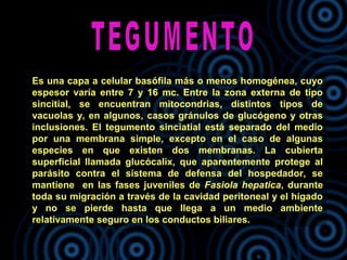 Es una capa a celular basófila más o menos homogénea, cuyo
espesor varía entre 7 y 16 mc. Entre la zona externa de tipo
sincitial, se encuentran mitocondrias, distintos tipos de
vacuolas y, en algunos, casos gránulos de glucógeno y otras
inclusiones. El tegumento sinciatial está separado del medio
por una membrana simple, excepto en el caso de algunas
especies en que existen dos membranas. La cubierta
superficial llamada glucócalix, que aparentemente protege al
parásito contra el sistema de defensa del hospedador, se
mantiene en las fases juveniles de Fasiola hepatica, durante
toda su migración a través de la cavidad peritoneal y el hígado
y no se pierde hasta que llega a un medio ambiente
relativamente seguro en los conductos biliares.
 