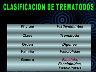 Phylum Plathyelmintes
Clase Trematoda
Orden Digenea
Familia Fasciolidae
Genero Fasciola,
Fascioloides,
Fasciolopsis
 