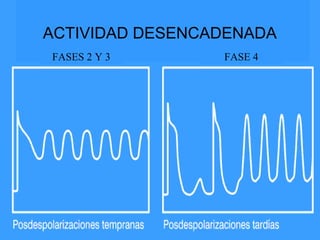 ACTIVIDAD DESENCADENADA
FASES 2 Y 3 FASE 4
 
