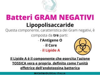 Differenza Tra Gram Positivi E Gram Negativi - Foto 5