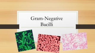 Gram-Negative
Bacilli
 