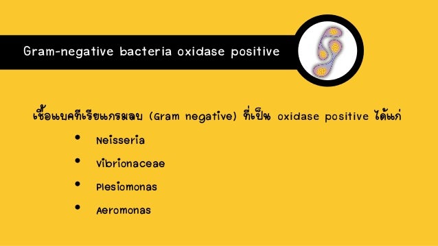 Gram Negative Bacteria Oxidase Positive - sinrobloxboku no 10 อ ตล กษณ ย อยสลาย ของ โทม ระ ห วหน าองค กร