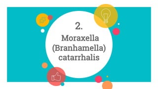 2.
Moraxella
(Branhamella)
catarrhalis
 