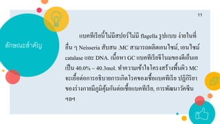 ลักษณะสำคัญ
11
แบคทีเรียนี้ไม่มีสปอร์ไม่มี flagella รูปแบบ ง่ายในที่
อื่น ๆ Neisseria สับสน .MC สามารถผลิตเอนไซม์, เอนไซม์
catalase และ DNA. เนื้อหา GC แบคทีเรียจีโนมของดีเอ็นเอ
เป็น 40.0% ~ 40.3mol. ทาความเข้าใจโครงสร้างพื้นผิว MC
จะเอื้อต่อการอธิบายการเกิดโรคของเชื้อแบคทีเรีย ปฏิกิริยา
ของร่างกายมีภูมิคุ้มกันต่อเชื้อแบคทีเรีย, การพัฒนาวัคซีน
ฯลฯ
 