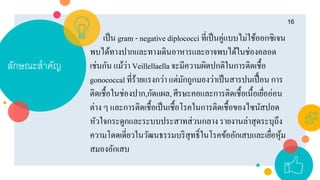 ลักษณะสำคัญ
16
เป็น gram - negative diplococci ที่เป็นคู่แบบไม่ใช้ออกซิเจน
พบได้ทางปากและทางเดินอาหารและอาจพบได้ในช่องคลอด
เช่นกัน แม้ว่า Veillellaellaจะมีความผิดปกติในการติดเชื้อ
gonococcal ที่ร้ายแรงกว่า แต่มักถูกมองว่าเป็นสารปนเปื้อน การ
ติดเชื้อในช่องปาก,กัดแผล,ศีรษะคอและการติดเชื้อเนื้อเยื่ออ่อน
ต่าง ๆ และการติดเชื้อเป็นเชื้อโรคในการติดเชื้อของไซนัสปอด
หัวใจกระดูกและระบบประสาทส่วนกลาง รายงานล่าสุดระบุถึง
ความโดดเดี่ยวในวัฒนธรรมบริสุทธิ์ในโรคข้ออักเสบและเยื่อหุ้ม
สมองอักเสบ
 
