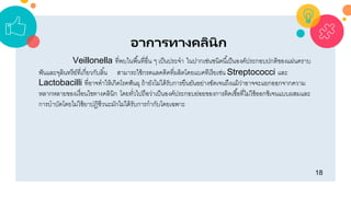 18
อาการทางคลินิก
Veillonella ที่พบในพื้นที่อื่น ๆ เป็นประจำ ในปำกเช่นชนิดนี้เป็นองค์ประกอบปกติของแผ่นครำบ
ฟันและจุลินทรีย์ที่เกี่ยวกับลิ้น สำมำรถใช้กรดแลคติคที่ผลิตโดยแบคทีเรียเช่น Streptococci และ
Lactobacilli ที่อำจทำให้เกิดโรคฟันผุ ถ้ำยังไม่ได้รับกำรยืนยันอย่ำงชัดเจนถึงแม้ว่ำอำจจะแยกออกจำกควำม
หลำกหลำยของเงื่อนไขทำงคลินิก โดยทั่วไปถือว่ำเป็นองค์ประกอบย่อยของกำรติดเชื้อที่ไม่ใช้ออกซิเจนแบบผสมและ
กำรบำบัดโดยไม่ใช้ยำปฏิชีวนะมักไม่ได้รับกำรกำกับโดยเฉพำะ
 