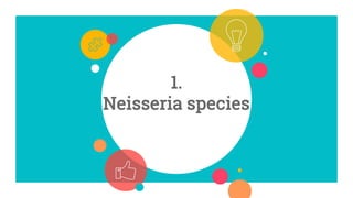 1.
Neisseria species
 