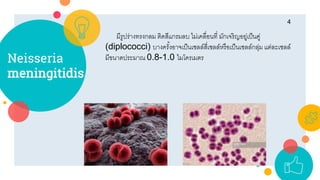 Neisseria
meningitidis
4
มีรูปร่ำงทรงกลม ติดสีแกรมลบ ไม่เคลื่อนที่ มักเจริญอยู่เป็นคู่
(diplococci) บำงครั้งอำจเป็นเซลล์สี่เซลล์หรือเป็นเซลล์กลุ่ม แต่ละเซลล์
มีขนำดประมำณ 0.8-1.0 ไมโครเมตร
 