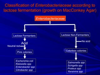 Classification ofClassification of EnterobacteriaceaeEnterobacteriaceae according toaccording to
lactose fermentation (growth on MacConkey Agar)lactose fermentation (growth on MacConkey Agar)
Enterobacteriaceae
Lactose Fermenters Lactose Non-Fermenters
Escherichia coli
Klebsiella spp
Enterobacter spp
Citrobacter spp
Salmonella spp
Schigella spp
Proteus spp
Yersinina spp
Pink colonies
Colorless colonies
Acid
Neutral red
No acid
 