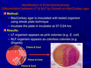 Identification ofIdentification of EnterobacteriaceaeEnterobacteriaceae
Differentiation between LF & NLF byDifferentiation between LF & NLF by Growth on MacConkey agarGrowth on MacConkey agar
Method:Method:
– MacConkey agar is inoculated with tested organismMacConkey agar is inoculated with tested organism
using streak plate techniqueusing streak plate technique
– Incubate the plate in incubator at 37 C/24 hrsIncubate the plate in incubator at 37 C/24 hrs
Results:Results:
– LF organism appears as pink colonies (e.g.LF organism appears as pink colonies (e.g. E. coliE. coli))
– NLF organism appears as colorless colonies (e.g.NLF organism appears as colorless colonies (e.g.
ShigellaShigella))
Flame & Cool
Flame & Cool
Flame & Cool
1 2
3
4
5
 