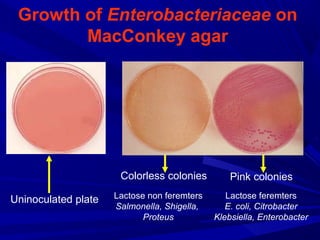 Growth of Enterobacteriaceae on
MacConkey agar
Uninoculated plate Lactose non feremters
Salmonella, Shigella,
Proteus
Lactose feremters
E. coli, Citrobacter
Klebsiella, Enterobacter
Colorless colonies Pink colonies
 