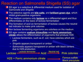 Reaction on Salmonella Shigella (SS) agarReaction on Salmonella Shigella (SS) agar
SS agar is a selective & differential medium used for isolation ofSS agar is a selective & differential medium used for isolation of
SalmonellaSalmonella andand ShigellaShigella
The selective agents areThe selective agents are bile saltsbile salts, and, and brilliant green dyebrilliant green dye, which, which
inhibit gram-positive organismsinhibit gram-positive organisms
The medium contains onlyThe medium contains only lactoselactose as a differential agent and thusas a differential agent and thus
differentiates on the basis of lactose fermentationdifferentiates on the basis of lactose fermentation
The formation of acid on fermentation of lactose causes the neutralThe formation of acid on fermentation of lactose causes the neutral
red indicator to make pink coloniesred indicator to make pink colonies
Non lactose fermenting organisms are colorless on the mediumNon lactose fermenting organisms are colorless on the medium
SS agar containsSS agar contains sodium thiosulfatesodium thiosulfate andand ferric ammoniumferric ammonium
citratecitrate allows the differentiation of organisms that produce H2Sallows the differentiation of organisms that produce H2S
– Lactose fermenters, such asLactose fermenters, such as E. coliE. coli, have colonies which are, have colonies which are
pinkpink
– ShigellaShigella appears transparent or amberappears transparent or amber
– SalmonellaSalmonella appears transparent or amber with black centersappears transparent or amber with black centers
due to H2S productiondue to H2S production
Lactose
Lactose fermenter
Acid
Neutral red
Pink colonies
Ferrous sulfide
Black precipitate
H2S + Ferric ammonium citrate
 