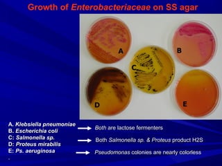 AA.. Klebsiella pneumoniaeKlebsiella pneumoniae
BB.. Escherichia coliEscherichia coli
CC:: Salmonella spSalmonella sp..
DD:: Proteus mirabilisProteus mirabilis
EE:: Ps. aeruginosaPs. aeruginosa
..
BothBoth are lactose fermentersare lactose fermenters
BothBoth Salmonella sp. & ProteusSalmonella sp. & Proteus product H2Sproduct H2S
PseudomonasPseudomonas colonies are nearly colorlesscolonies are nearly colorless
Growth of Enterobacteriaceae on SS agar
 