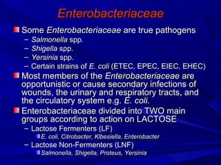 EnterobacteriaceaeEnterobacteriaceae
SomeSome EnterobacteriaceaeEnterobacteriaceae are true pathogensare true pathogens
– SalmonellaSalmonella spp.spp.
– ShigellaShigella spp.spp.
– YersiniaYersinia spp.spp.
– Certain strains ofCertain strains of E. coliE. coli (ETEC, EPEC, EIEC, EHEC((ETEC, EPEC, EIEC, EHEC(
Most members of theMost members of the EnterobacteriaceaeEnterobacteriaceae areare
opportunistic or cause secondary infections ofopportunistic or cause secondary infections of
wounds, the urinary and respiratory tracts, andwounds, the urinary and respiratory tracts, and
the circulatory system e.g.the circulatory system e.g. E. coliE. coli..
Enterobacteriaceae divided into TWO mainEnterobacteriaceae divided into TWO main
groups according to action on LACTOSEgroups according to action on LACTOSE
– Lactose Fermenters (LF(Lactose Fermenters (LF(
E. coli, Citrobacter, Klbesiella, EnterobacterE. coli, Citrobacter, Klbesiella, Enterobacter
– Lactose Non-Fermenters (LNF(Lactose Non-Fermenters (LNF(
Salmonella, Shigella, Proteus, YersiniaSalmonella, Shigella, Proteus, Yersinia
 