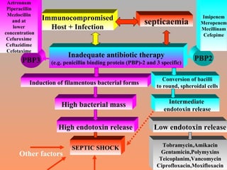 Immunocompromised Host + Infection septicaemia Inadequate antibiotic therapy (e.g. penicillin binding protein (PBP)-2 and 3 specific) PBP3 PBP2 Induction of filamentous bacterial forms Conversion of bacilli to round, spheroidal cells High bacterial mass High endotoxin release SEPTIC SHOCK Other factors Aztreonam Piperacillin Mezlocillin and at lower concentration Cefuroxime Ceftazidime Cefotaxime Imipenem Meropenem Mecillinam Cefepime Intermediate  endotoxin release Low endotoxin release Tobramycin,Amikacin Gentamicin,Polymyxins Teicoplanim,Vancomycin Ciprofloxacin,Moxifloxacin 