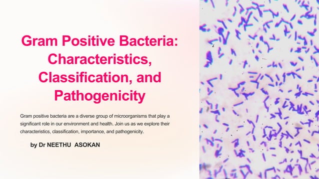 Gram-Positive-Bacteria-Characteristics-Classification-and-Pathogenicity ...