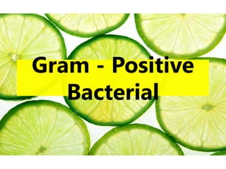 Gram - Positive
Bacterial
 