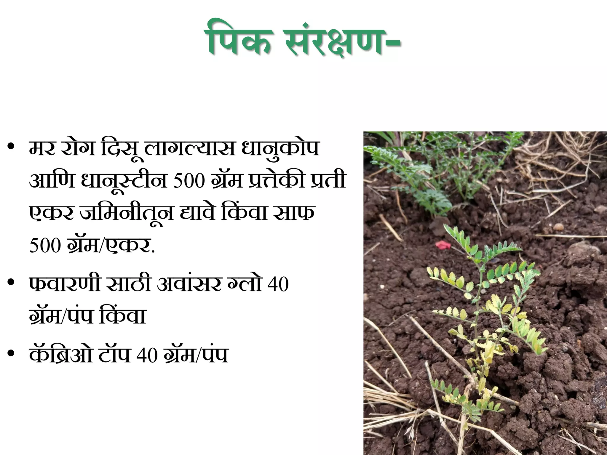 प्रपक संरक्षण-
• मर रोग कदसू लागल्यास धानुकोप
आकण धानूस्टीन 500 ग्रॅम प्रत्तेकी प्रती
एकर जकमनीतून द्यावे कक
िं वा साफ
500 ग्रॅम/एकर.
• फवारणी साठी अवािंसर ग्लो 40
ग्रॅम/पिंप कक
िं वा
• क
ॅ किओ टॉप 40 ग्रॅम/पिंप
 