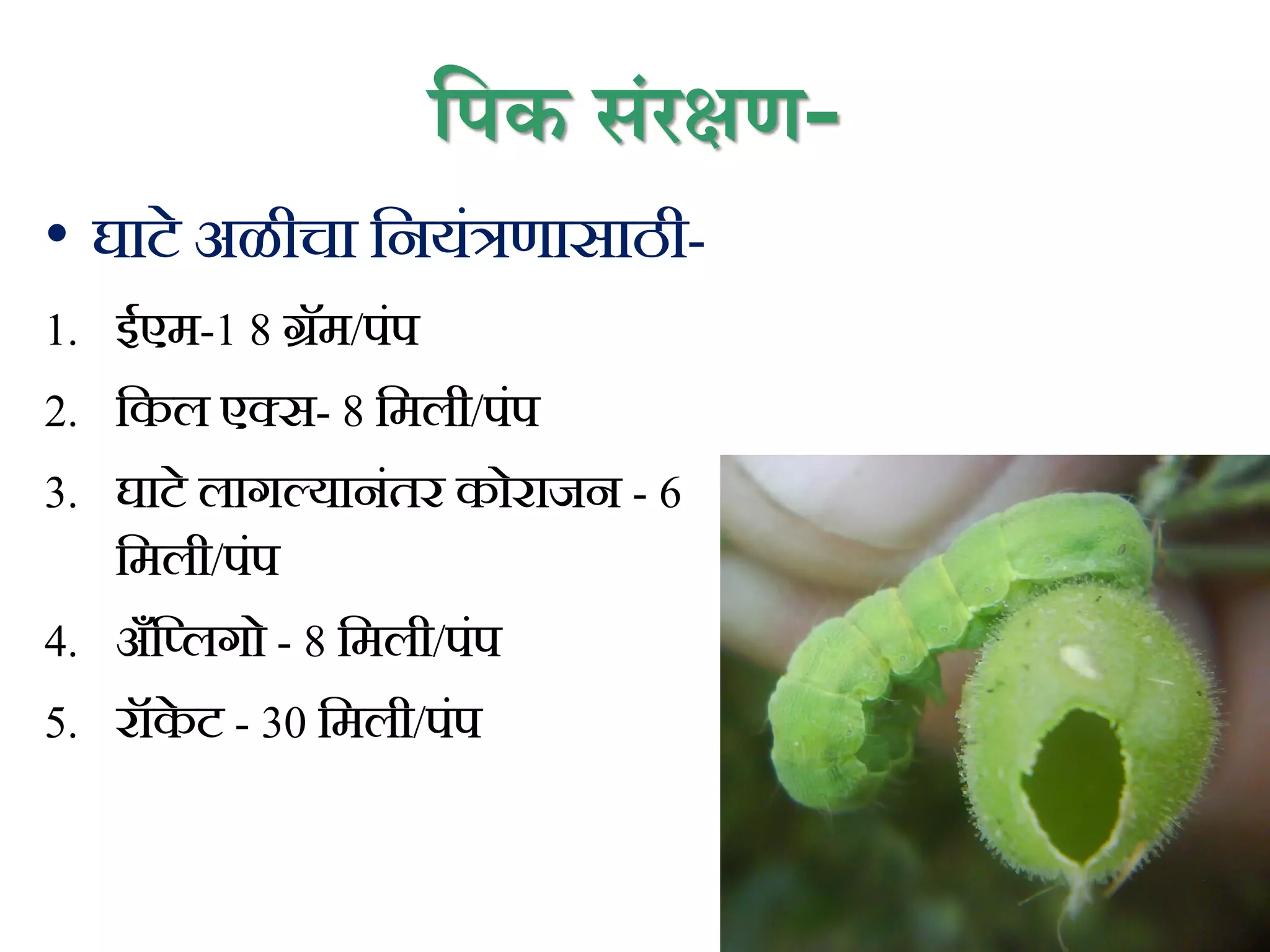 प्रपक संरक्षण-
• घाटे अळीचा कनयिंत्रणासाठी-
1. ईएम-1 8 ग्रॅम/पिंप
2. ककल एक्स- 8 कमली/पिंप
3. घाटे लागल्यानिंतर कोराजन - 6
कमली/पिंप
4. अँकललगो - 8 कमली/पिंप
5. रॉक
े ट - 30 कमली/पिंप
 
