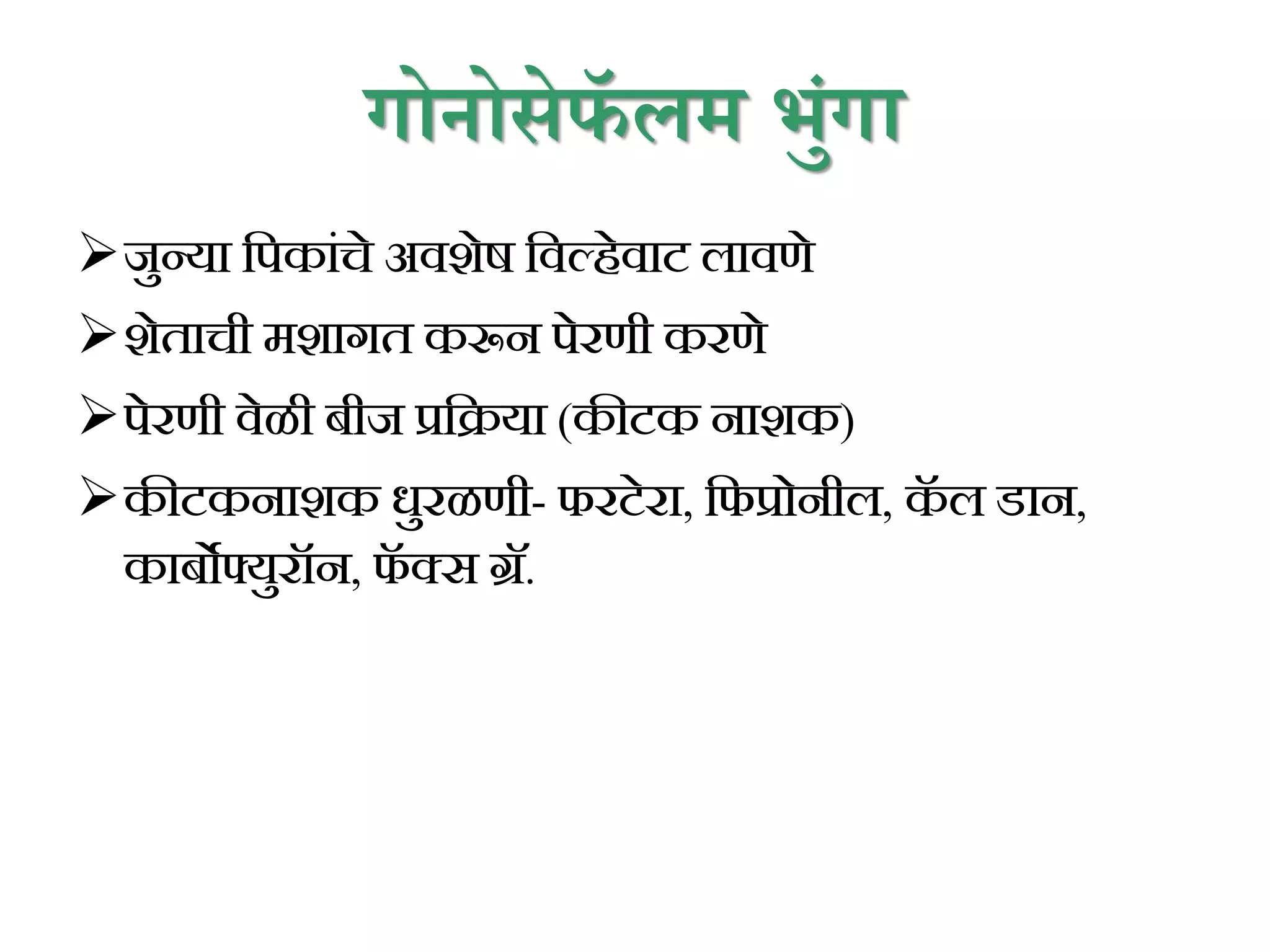 गोनोसेफॅ लम भुंगा
जुन्या कपकािंचे अवशेष कवल्हेवाट लावणे
शेताची मशागत करून पेरणी करणे
पेरणी वेळी िीज प्रकिया (कीटक नाशक)
कीटकनाशक धुरळणी- फरटेरा, कफप्रोनील, क
ॅ ल डान,
कािोफ्युरॉन, फ
ॅ क्स ग्रॅ.
 
