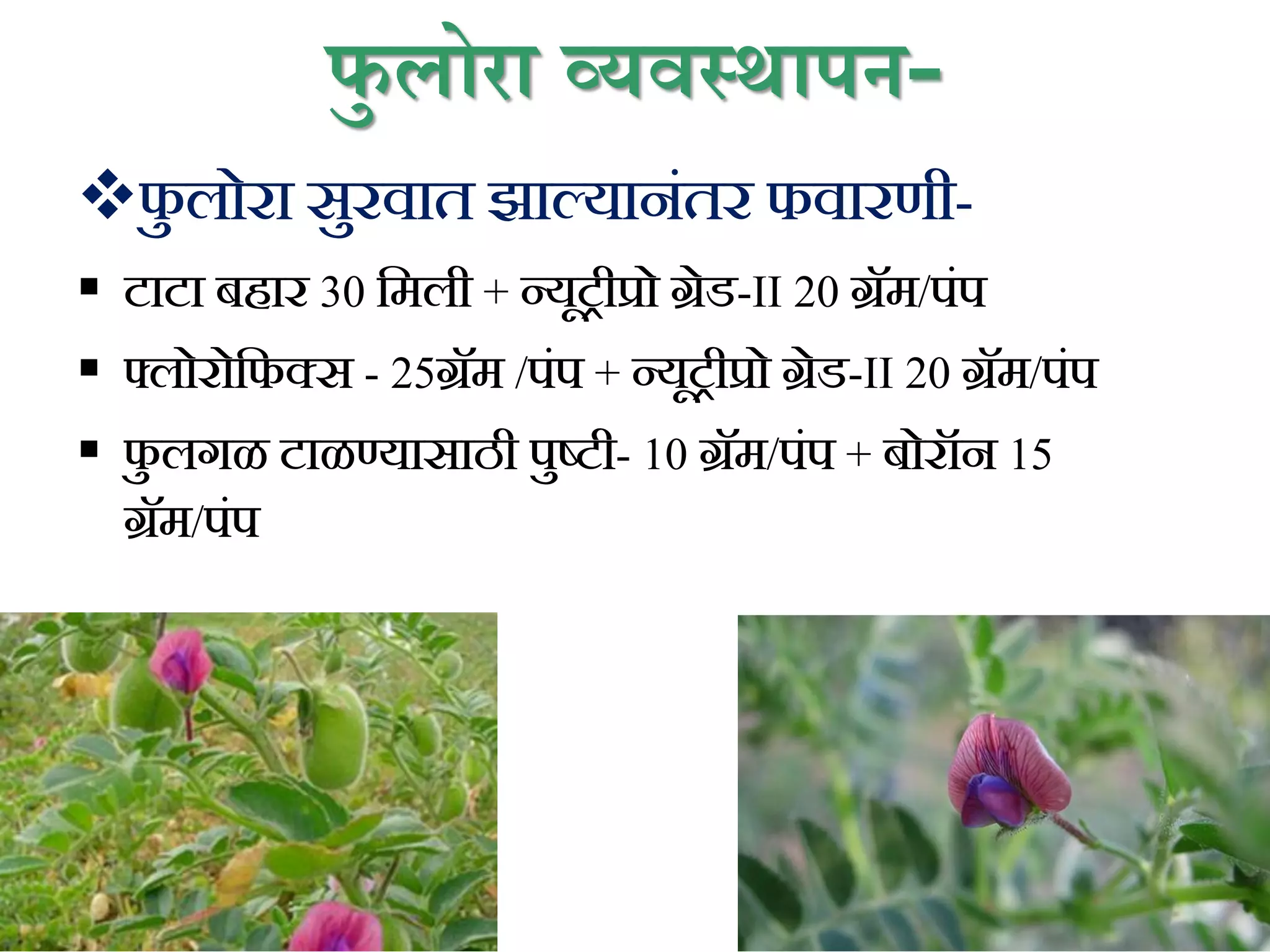 फु लोरा व्यवस्थापन-
फ
ु लोरा सुरवात झाल्यानिंतर फवारणी-
 टाटा िहार 30 कमली + न्यूट्रीप्रो ग्रेड-II 20 ग्रॅम/पिंप
 फ्लोरोकफक्स - 25ग्रॅम /पिंप + न्यूट्रीप्रो ग्रेड-II 20 ग्रॅम/पिंप
 फ
ु लगळ टाळण्यासाठी पुष्टी- 10 ग्रॅम/पिंप + िोरॉन 15
ग्रॅम/पिंप
 